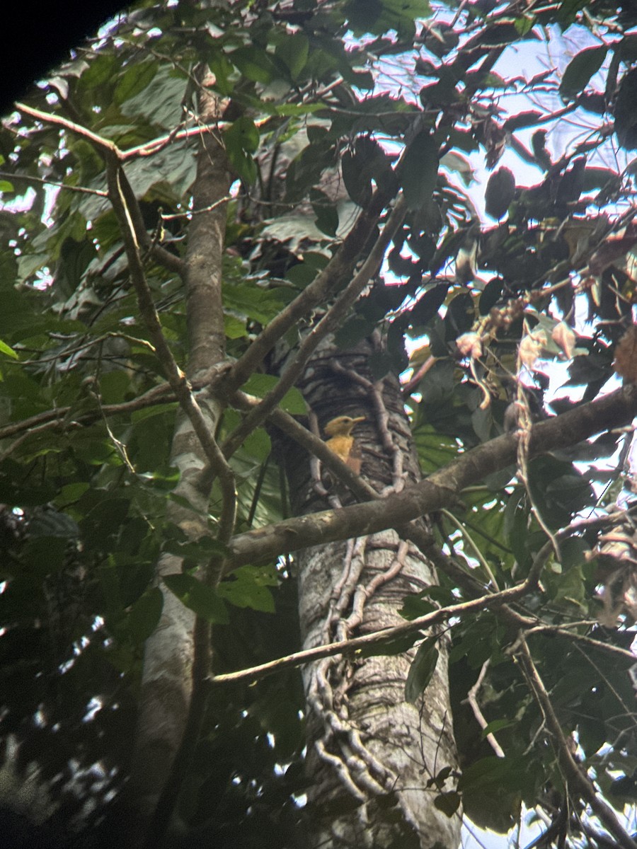 Cream-colored Woodpecker - ML650549257