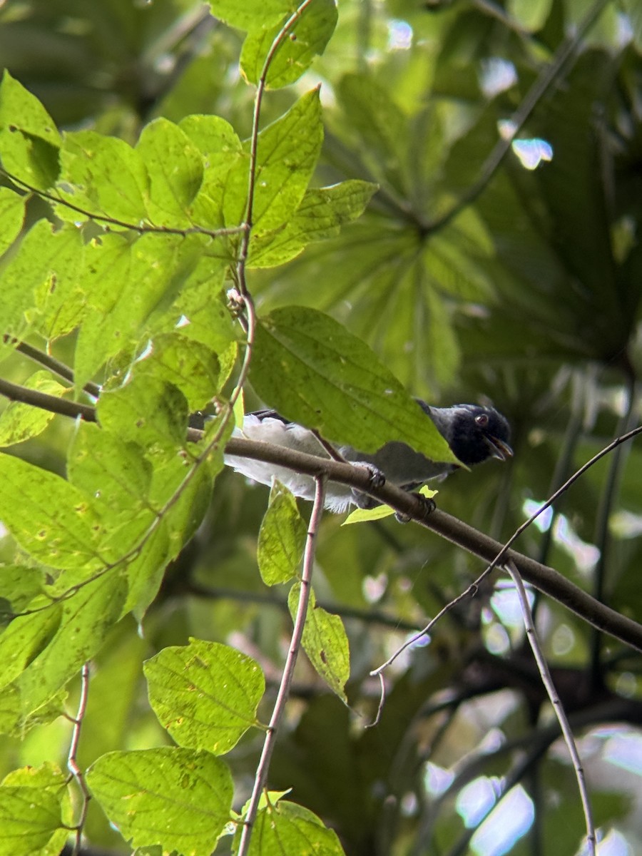 Black-faced Cotinga - ML650549271