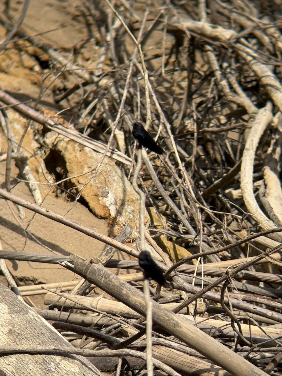 White-banded Swallow - ML650549277