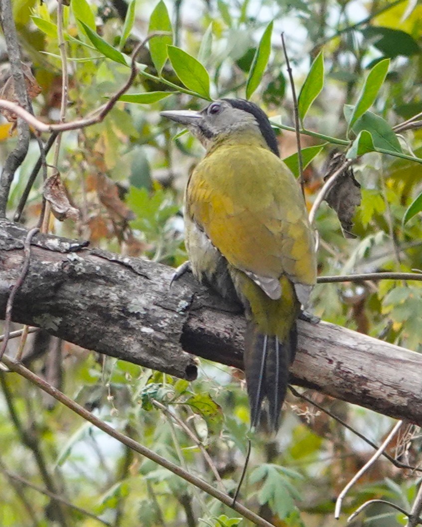 נקר אפור-ראש - ML650549320
