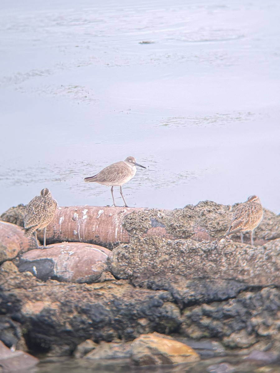 Willet (Western) - ML650549344