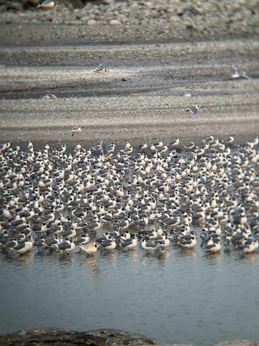 Franklin's Gull - ML650549349