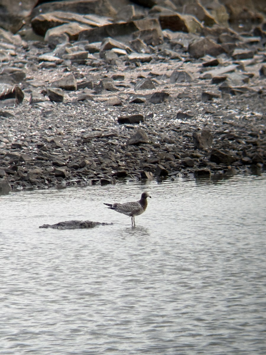Belcher's Gull - ML650549354