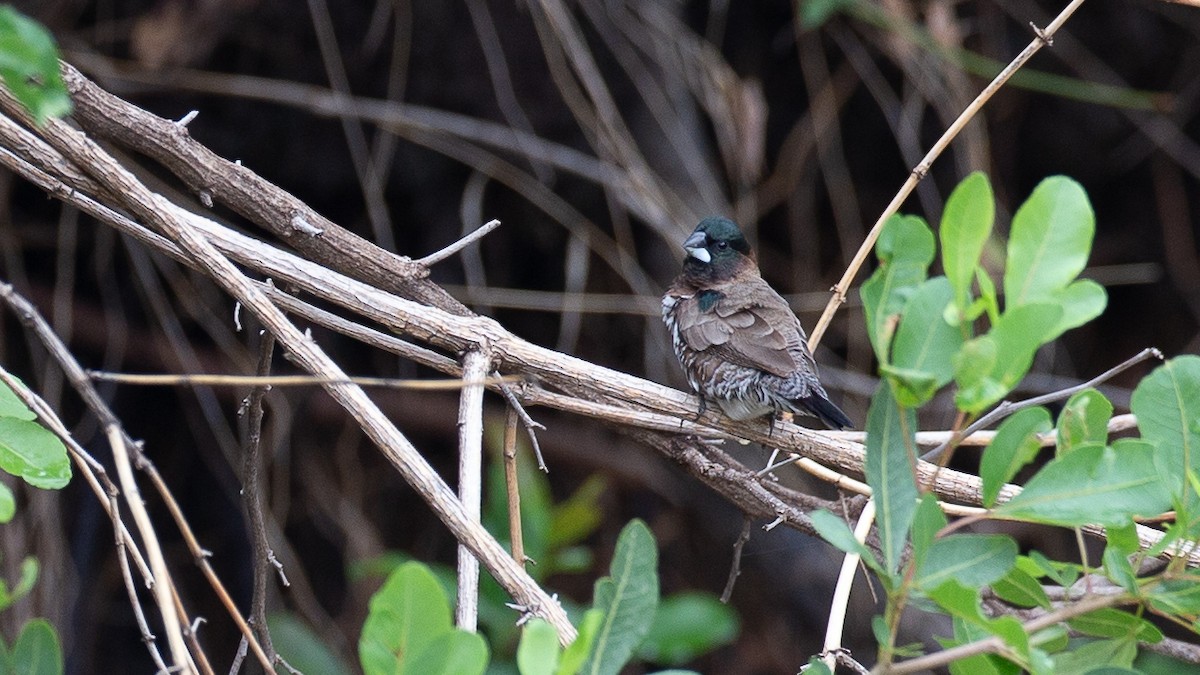 Bronze Mannikin - ML650549378