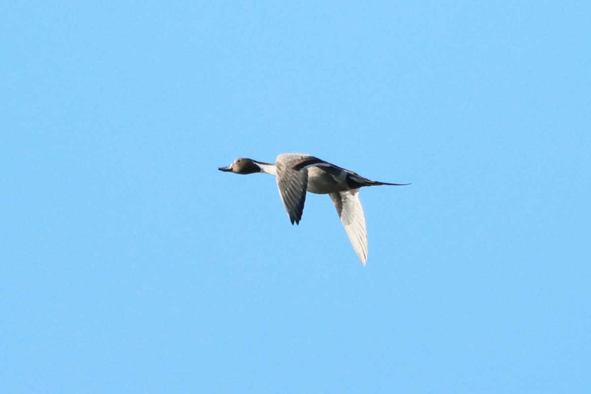 Northern Pintail - ML650549480