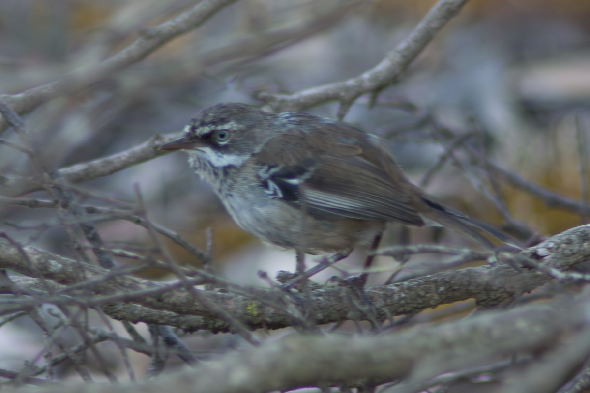 Spotted Scrubwren - ML650549487