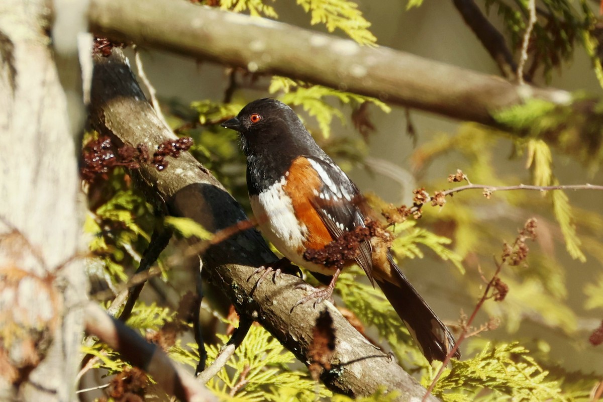 Spotted Towhee (maculatus Group) - ML650549495