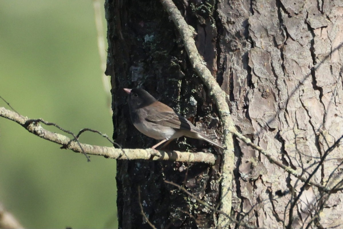 Dark-eyed Junco (cismontanus) - ML650549501