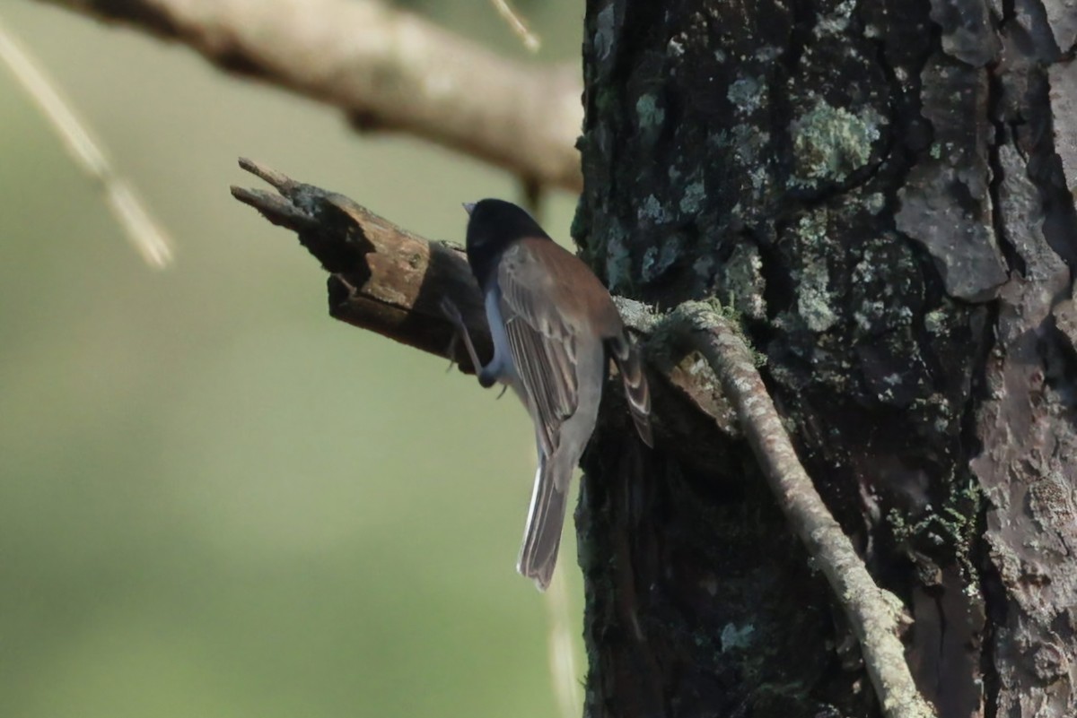 Dark-eyed Junco (cismontanus) - ML650549502