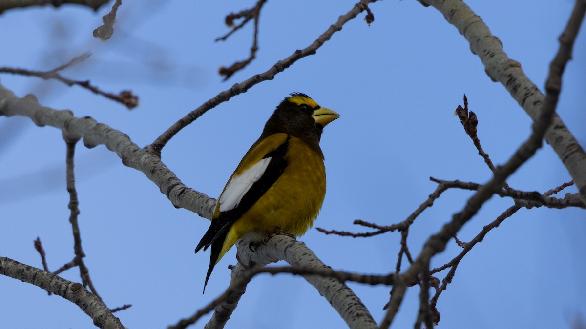 Evening Grosbeak - ML650549940