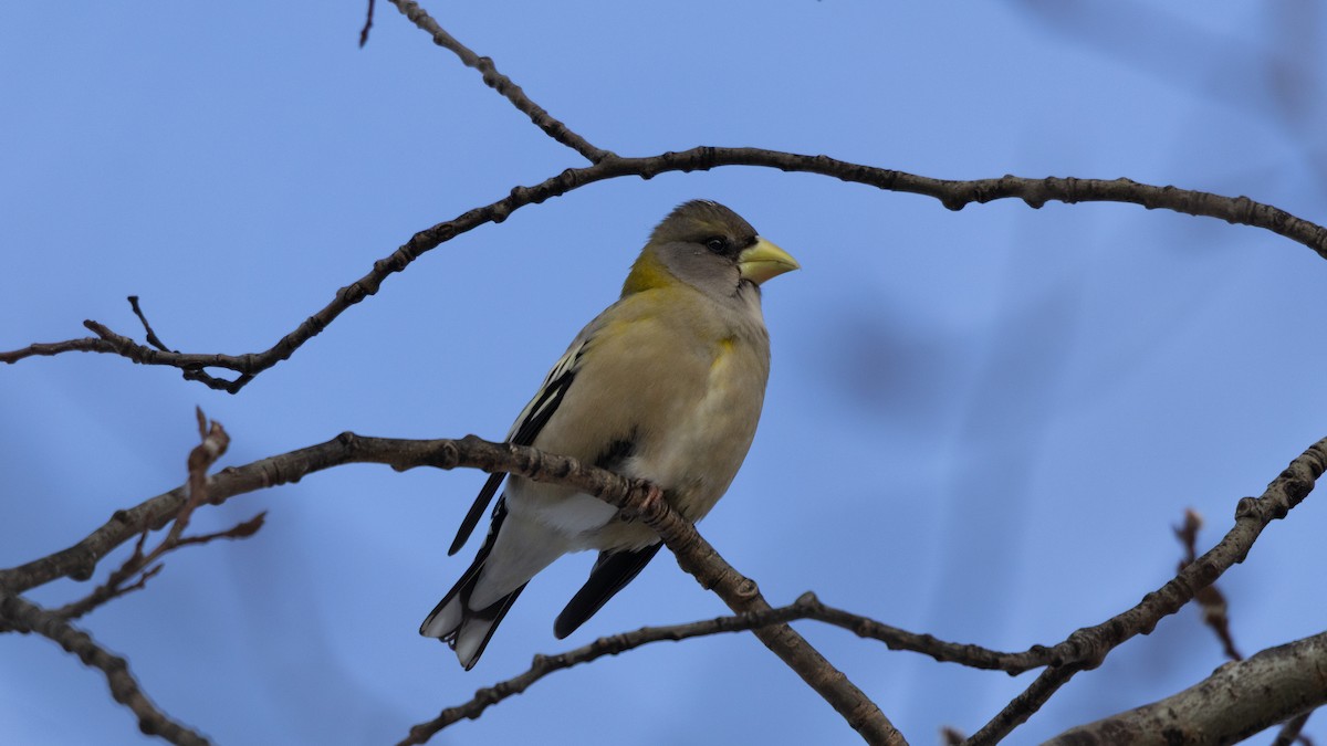 Evening Grosbeak - ML650549941
