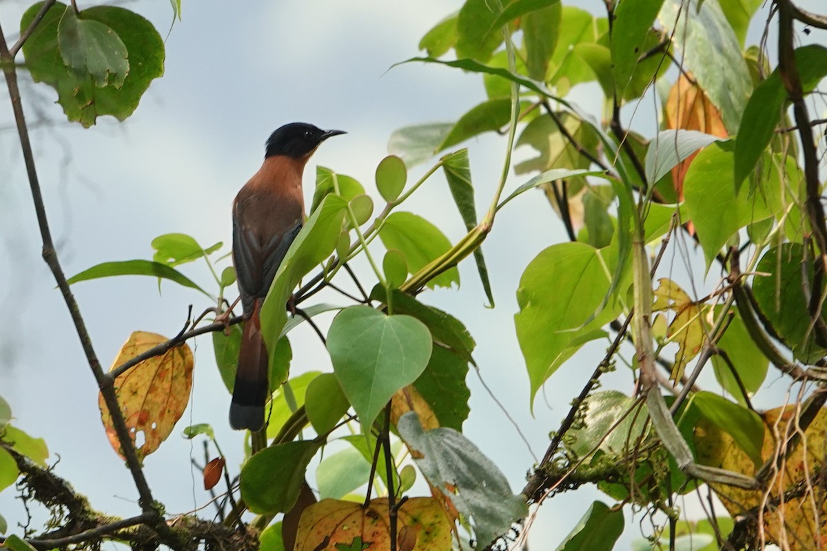 Rufous Sibia - ML650549979