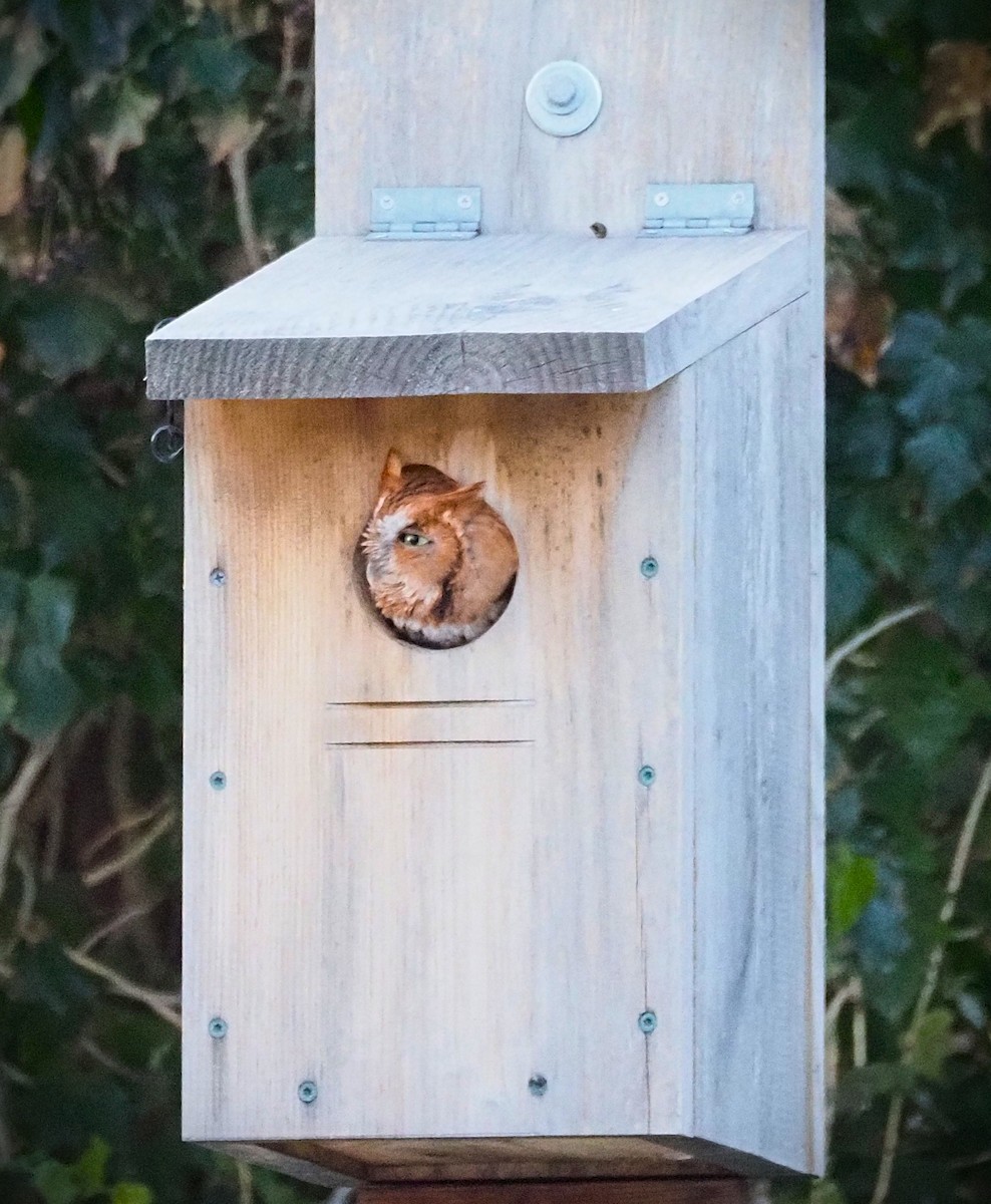 Eastern Screech-Owl - ML650550006