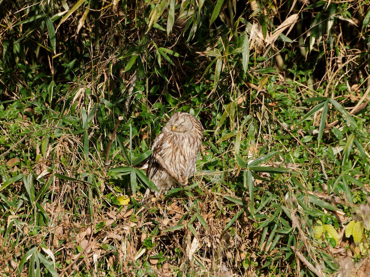 Urubi uraldarra - ML650550193