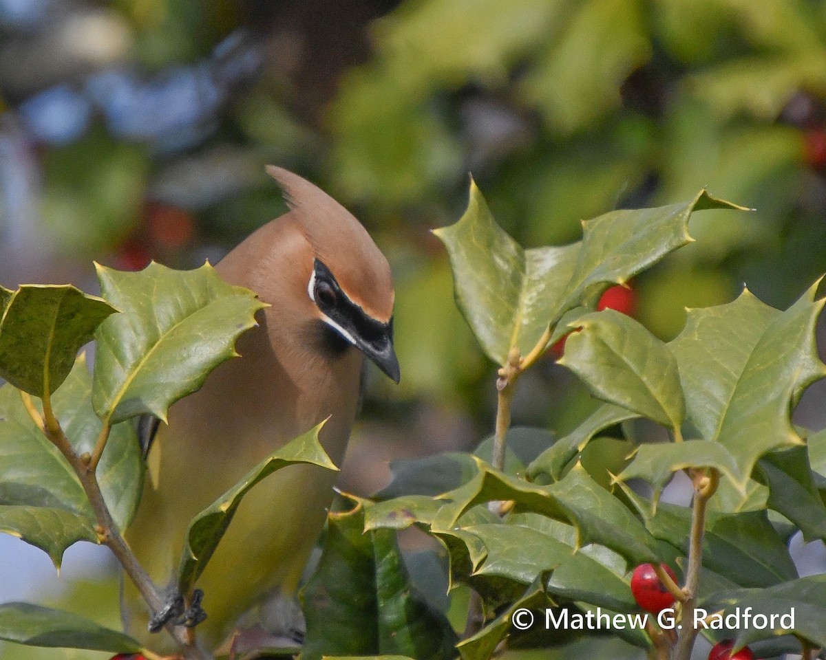 Ampelis Americano - ML650550367