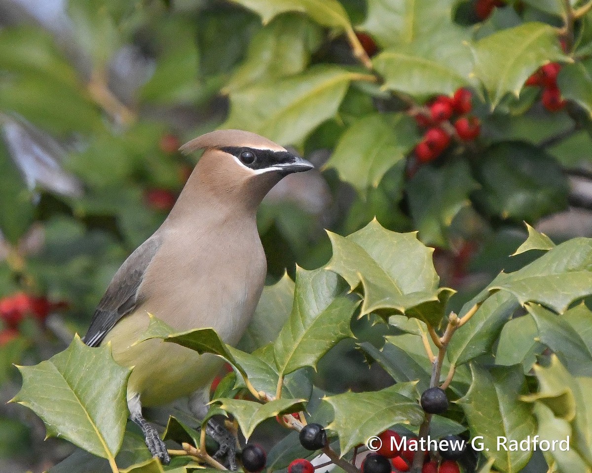 Ampelis Americano - ML650550368