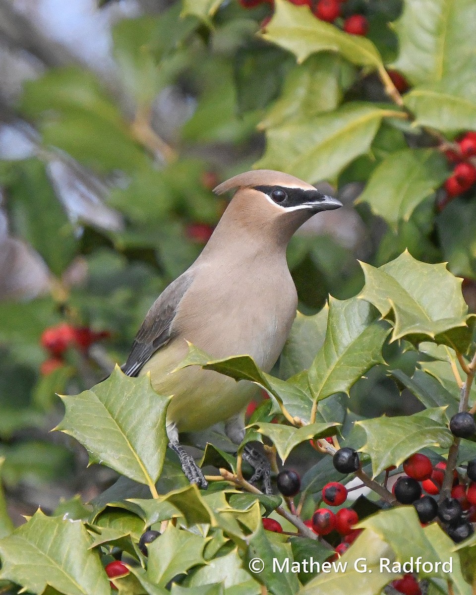 Ampelis Americano - ML650550369