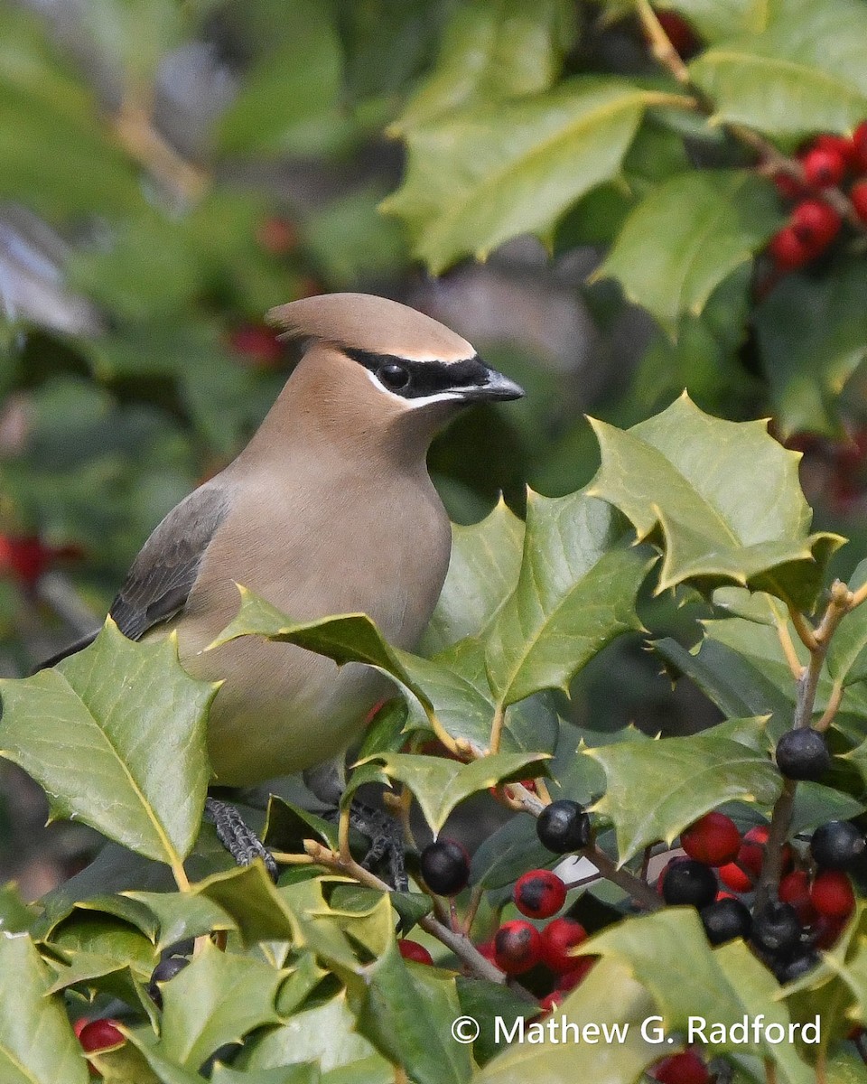 Ampelis Americano - ML650550370