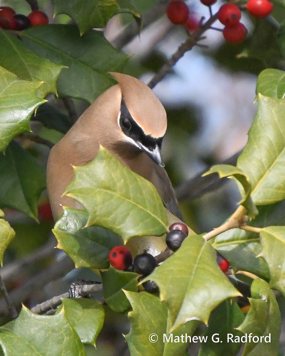 Ampelis Americano - ML650550371