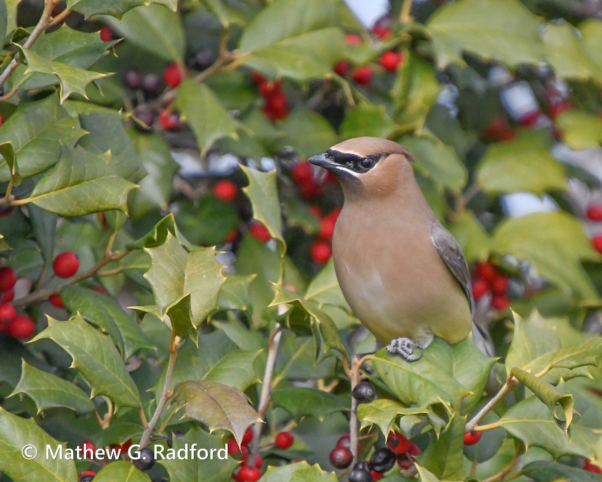 Ampelis Americano - ML650550372