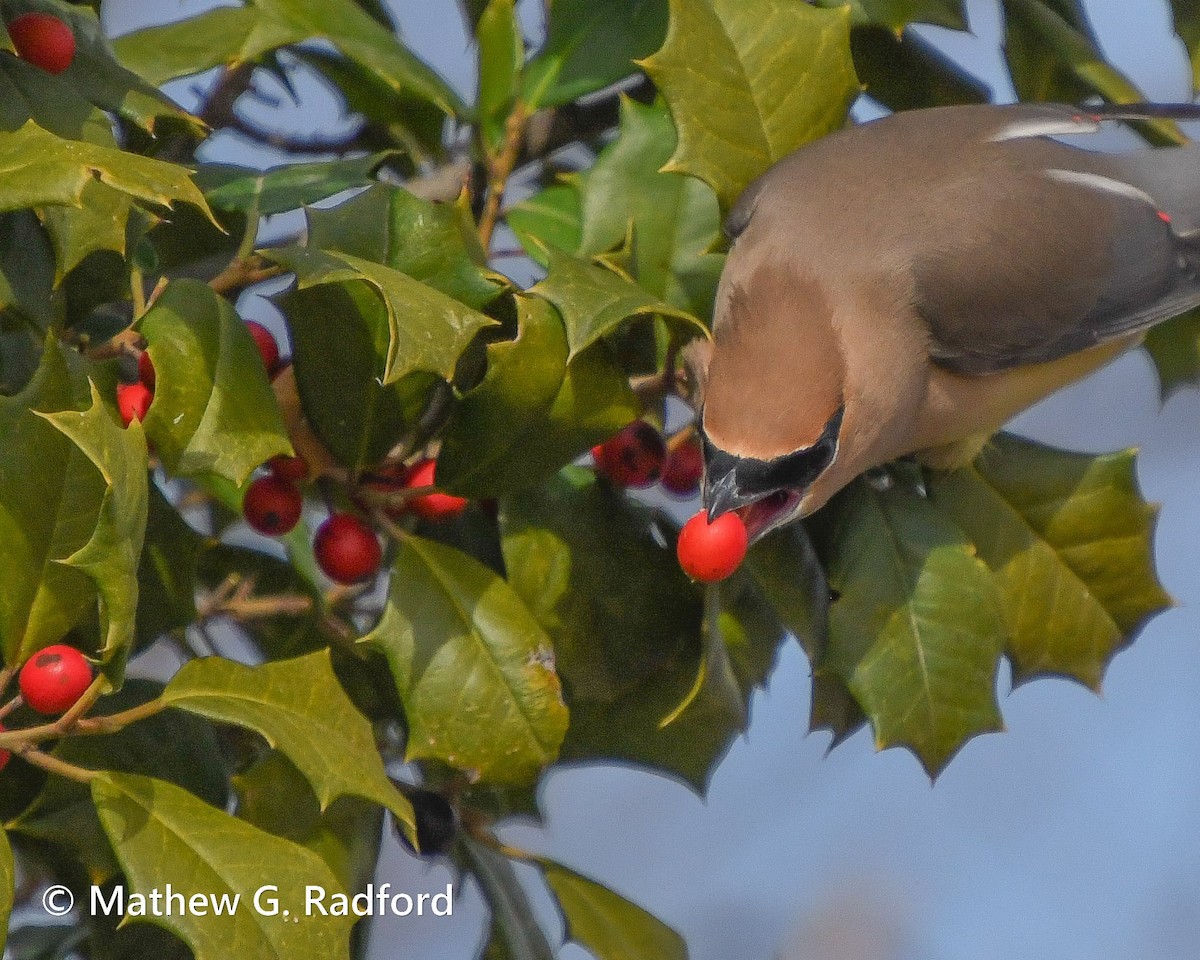 Ampelis Americano - ML650550373