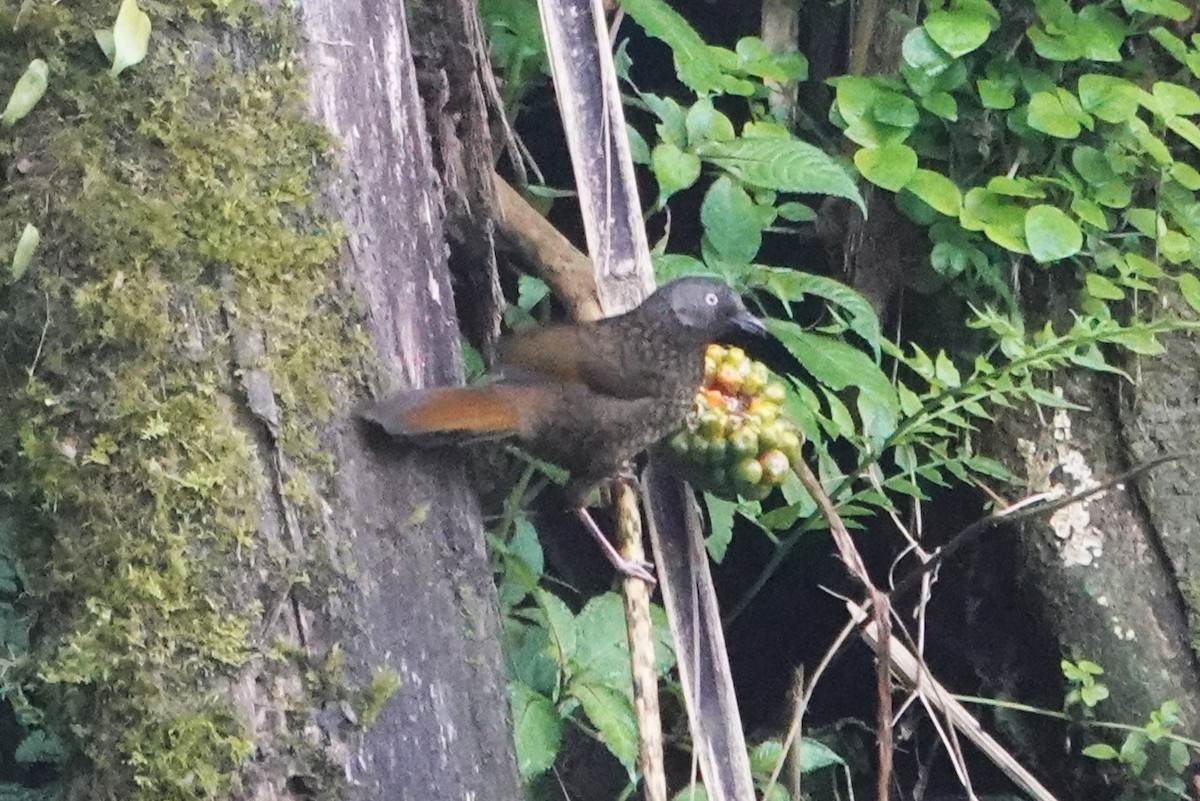 Scaly Laughingthrush - ML650550433