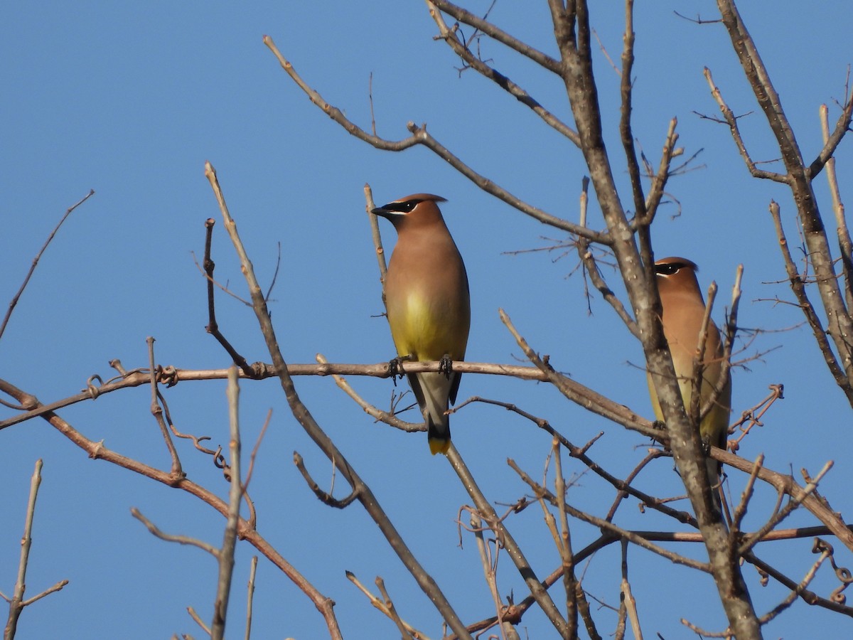 Ampelis Americano - ML650550459