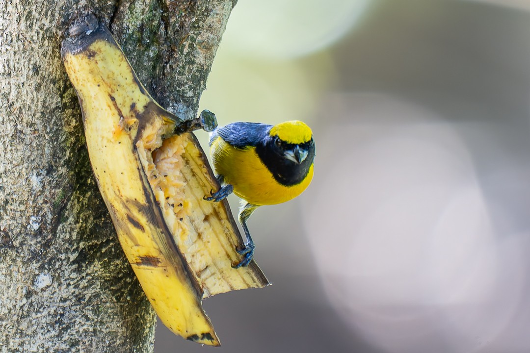 gulkroneeufonia - ML650550483