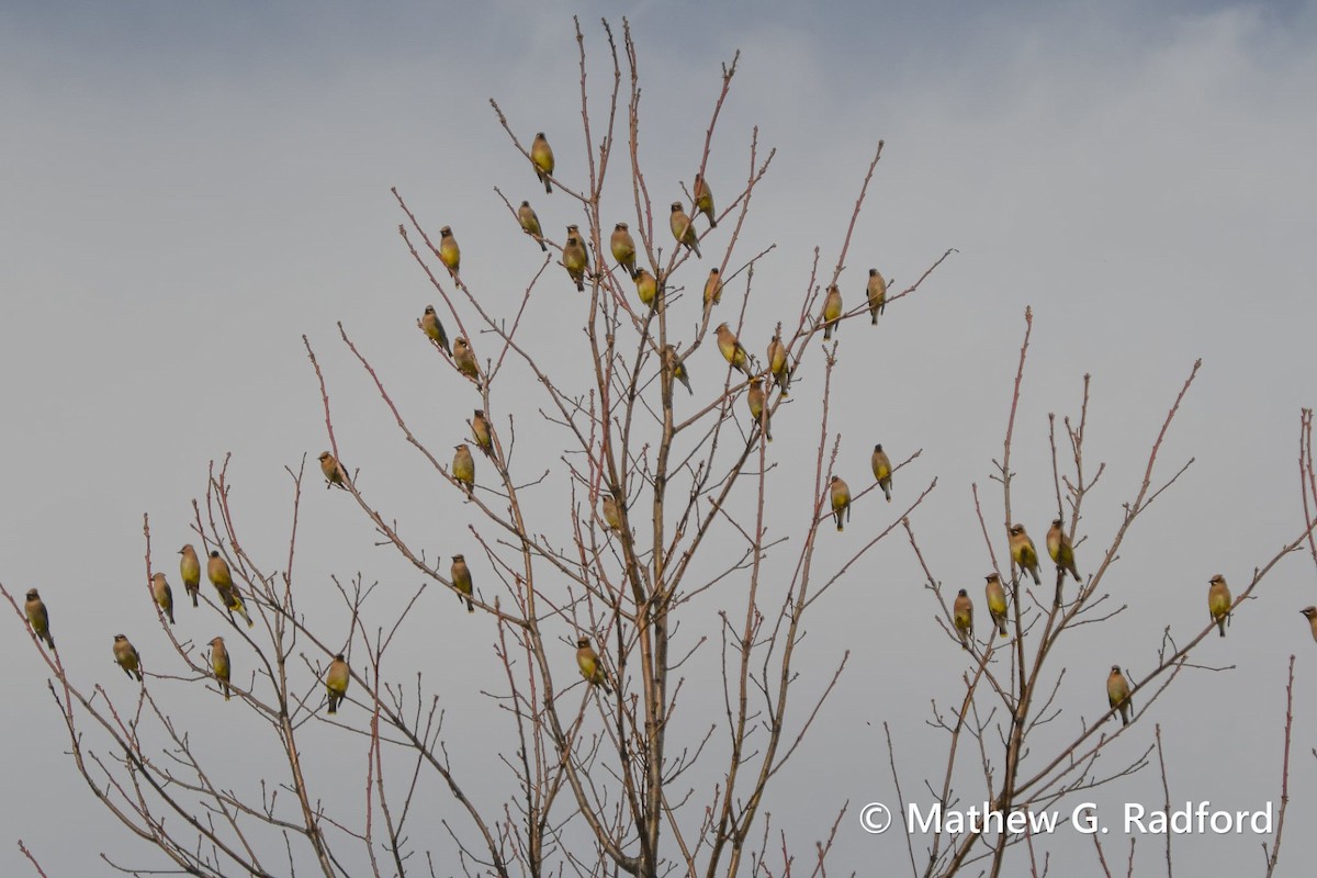 Ampelis Americano - ML650550490