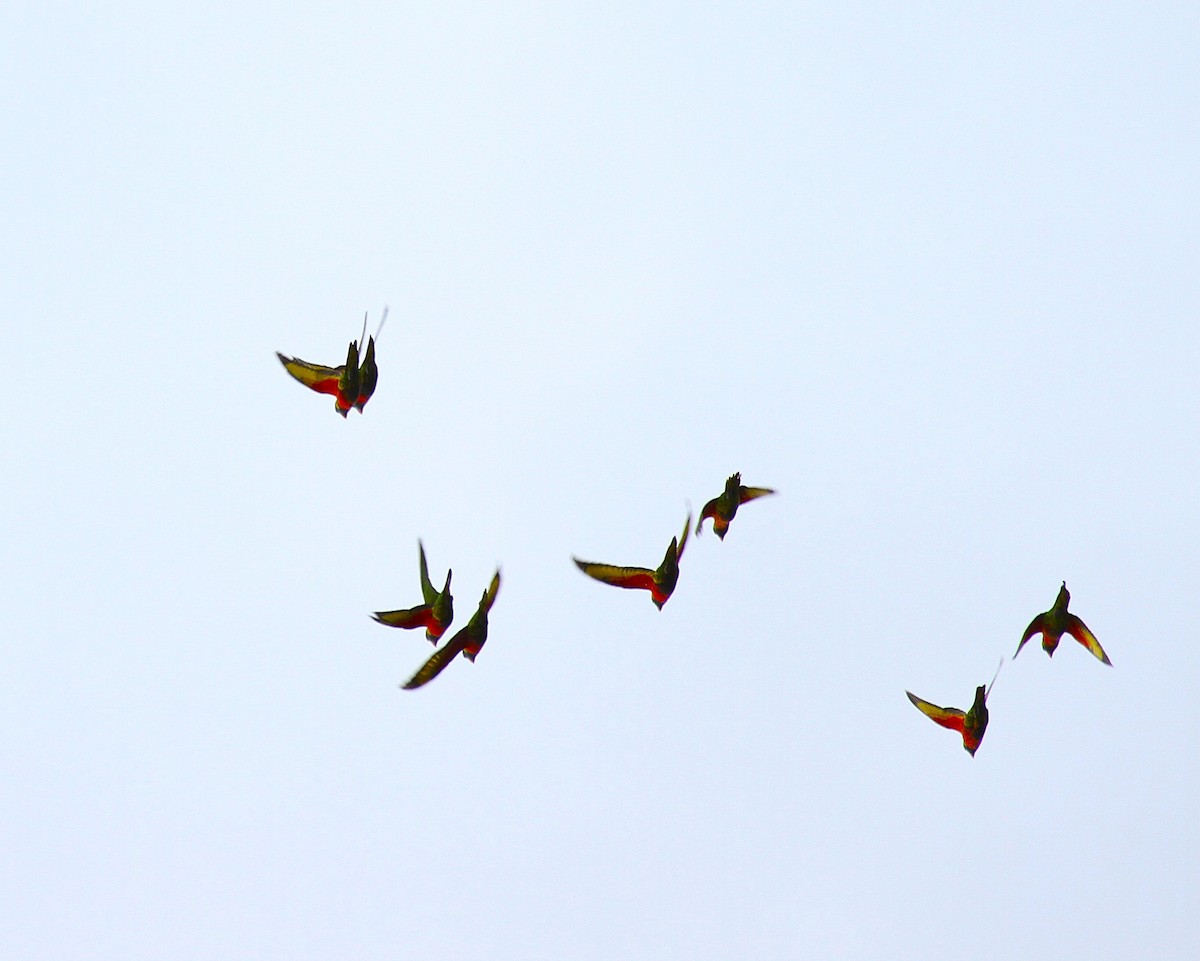 Coconut Lorikeet - ML650550607