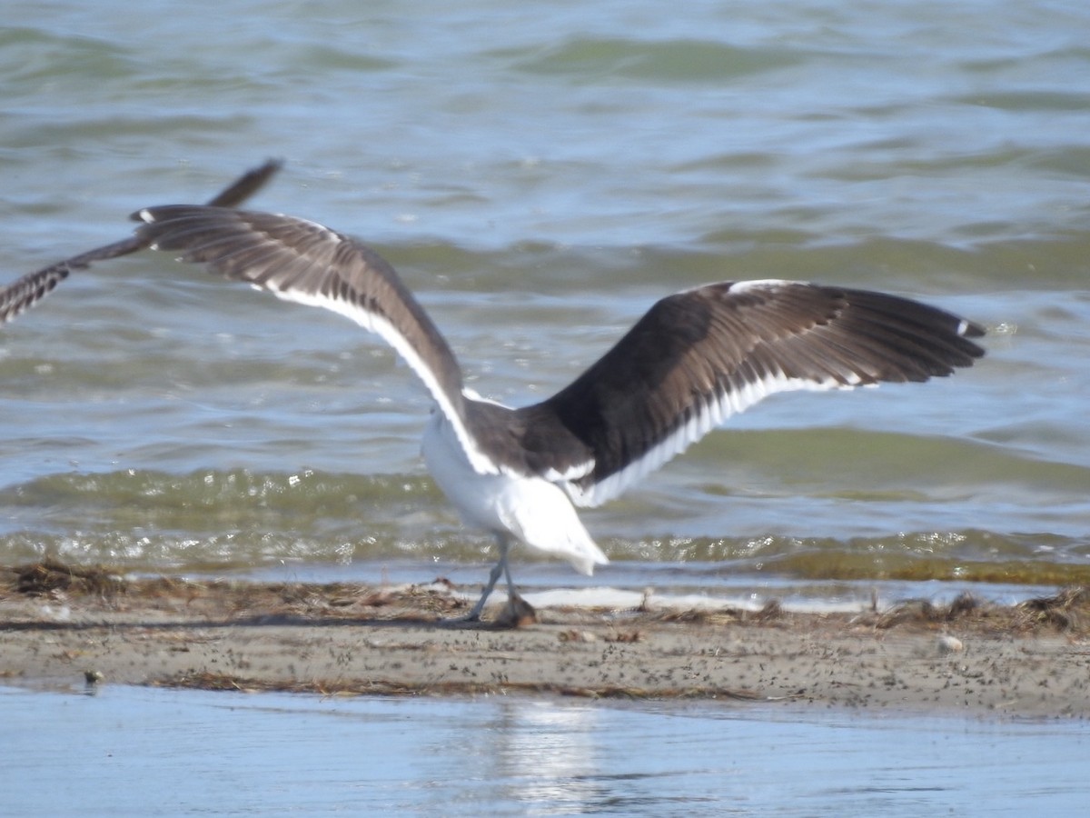 Kelp Gull - ML650550924