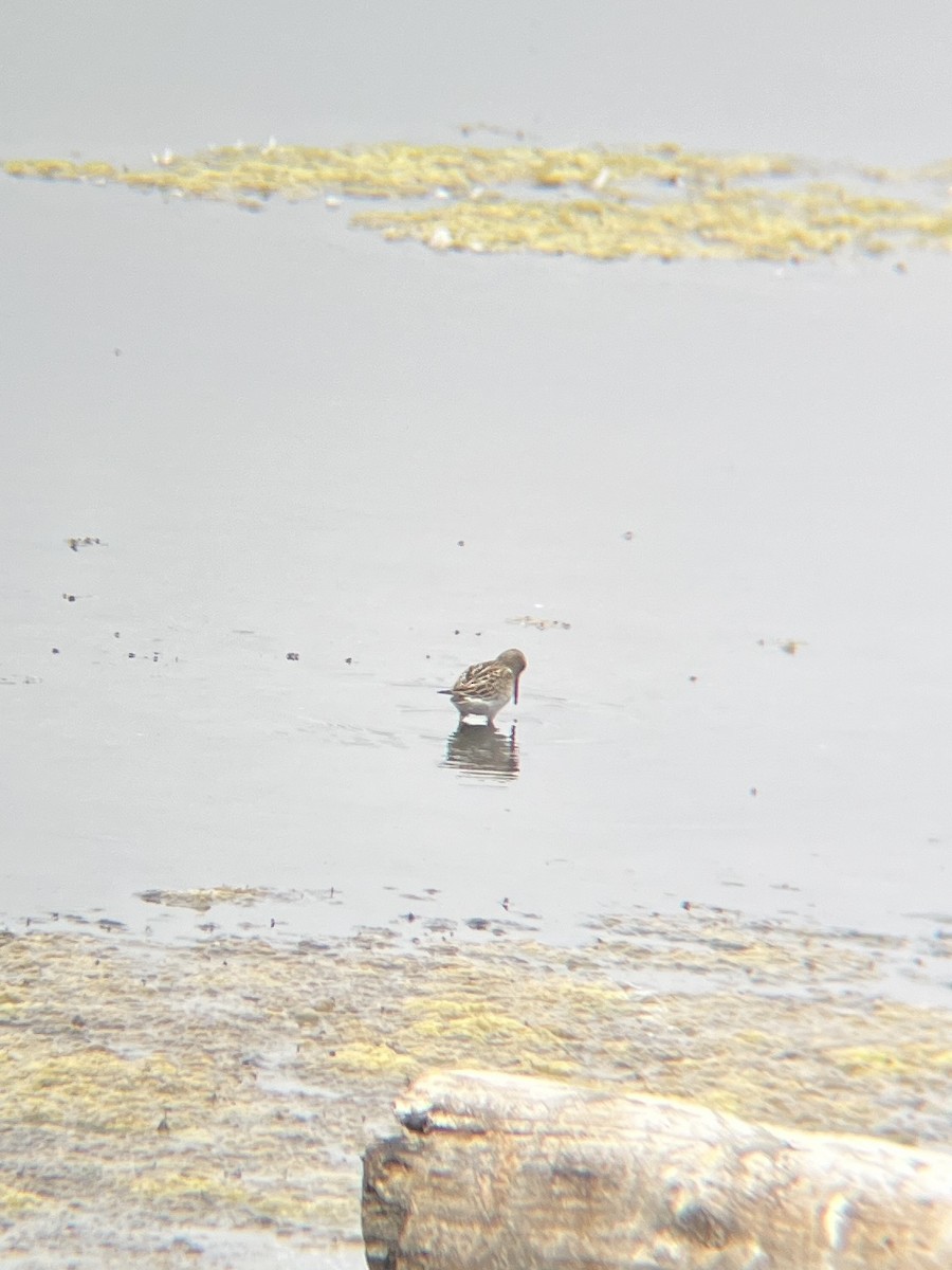 Txirri pektorala - ML650550945