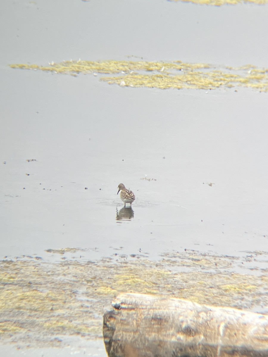 Txirri pektorala - ML650550946