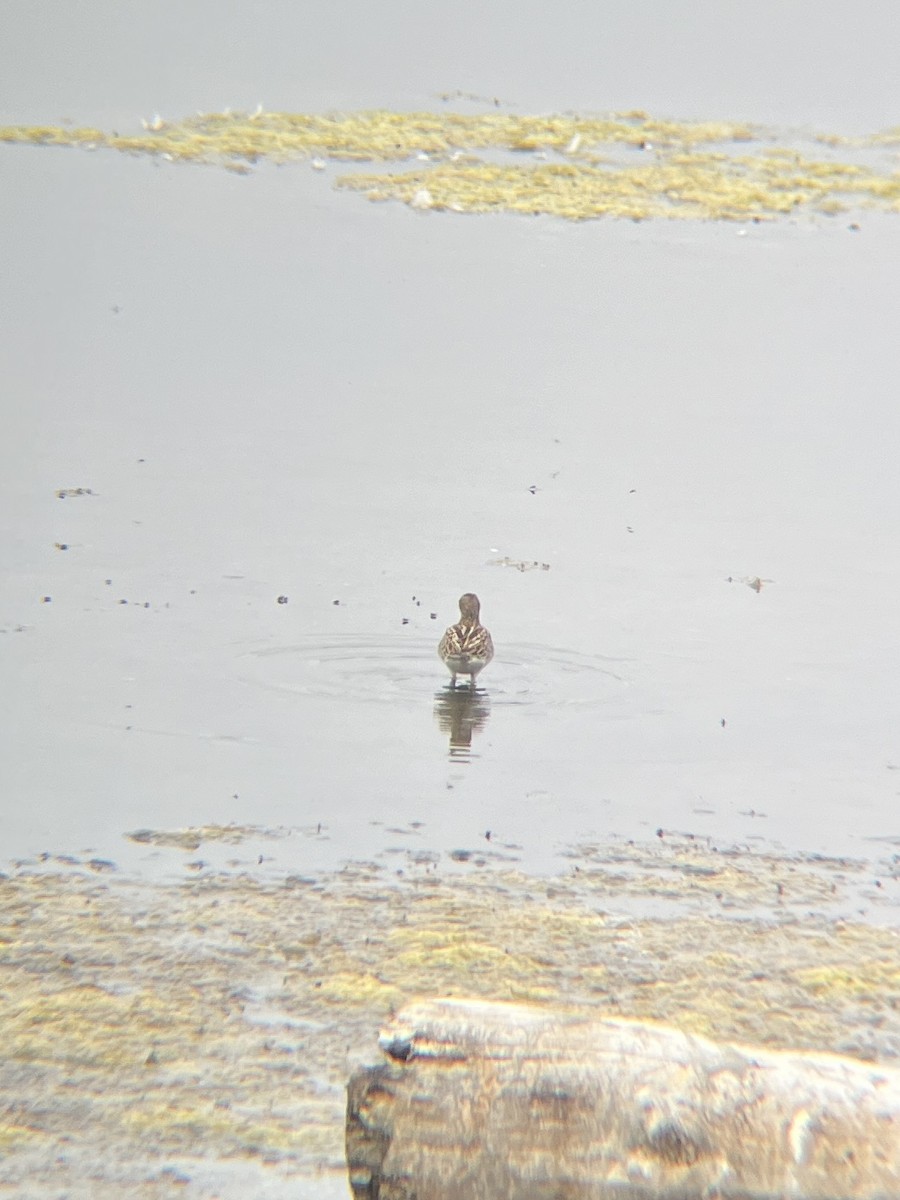 Txirri pektorala - ML650550947