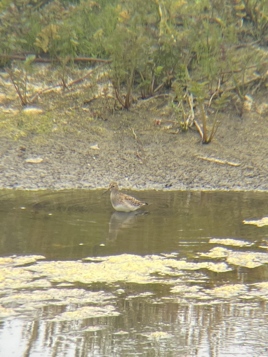 Txirri pektorala - ML650550948