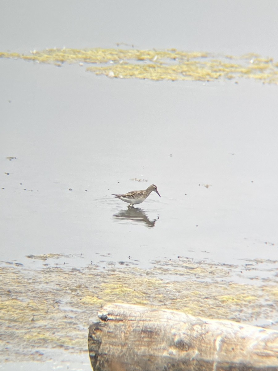 Txirri pektorala - ML650550949