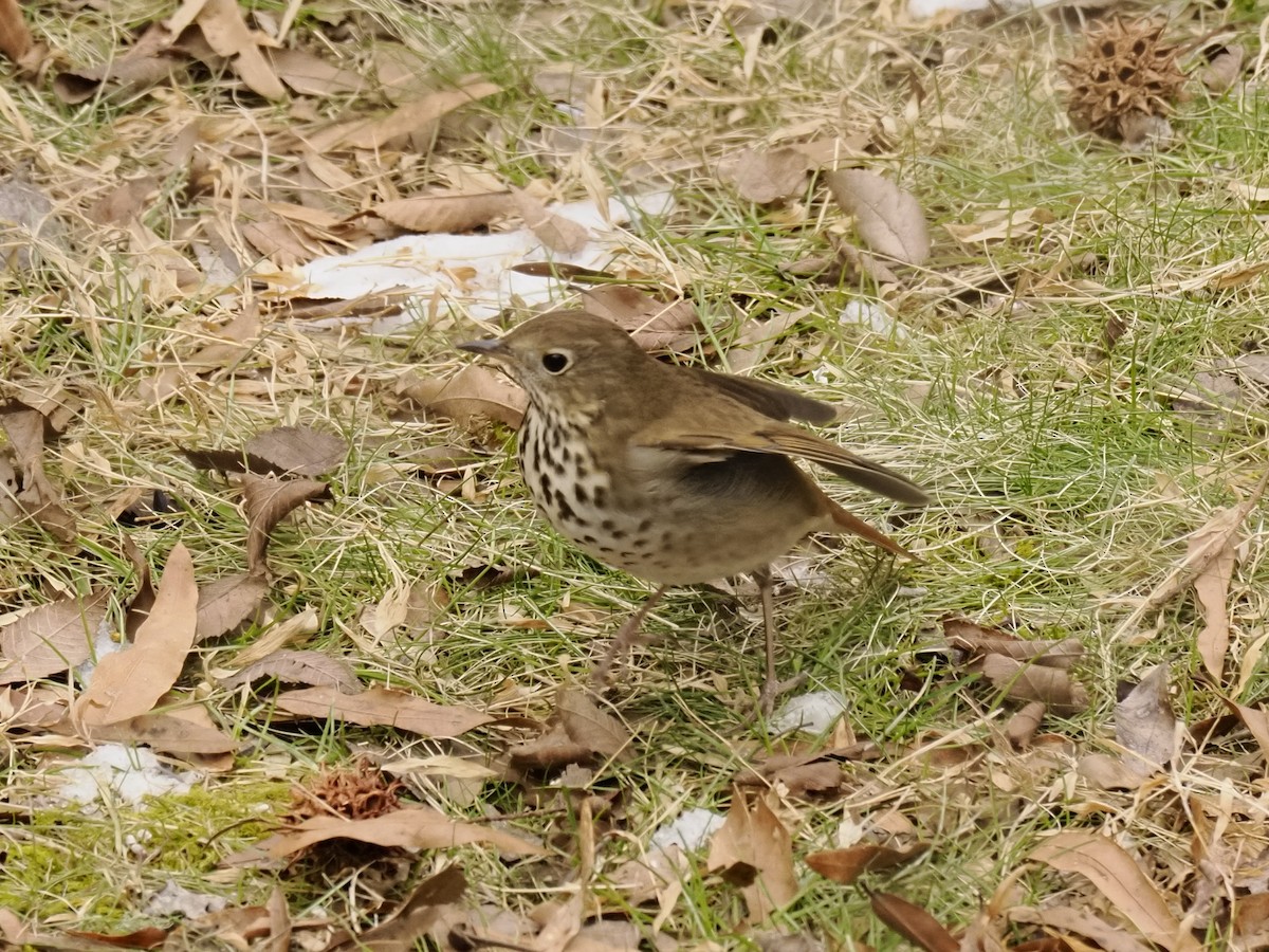 Hermit Thrush - ML650551040