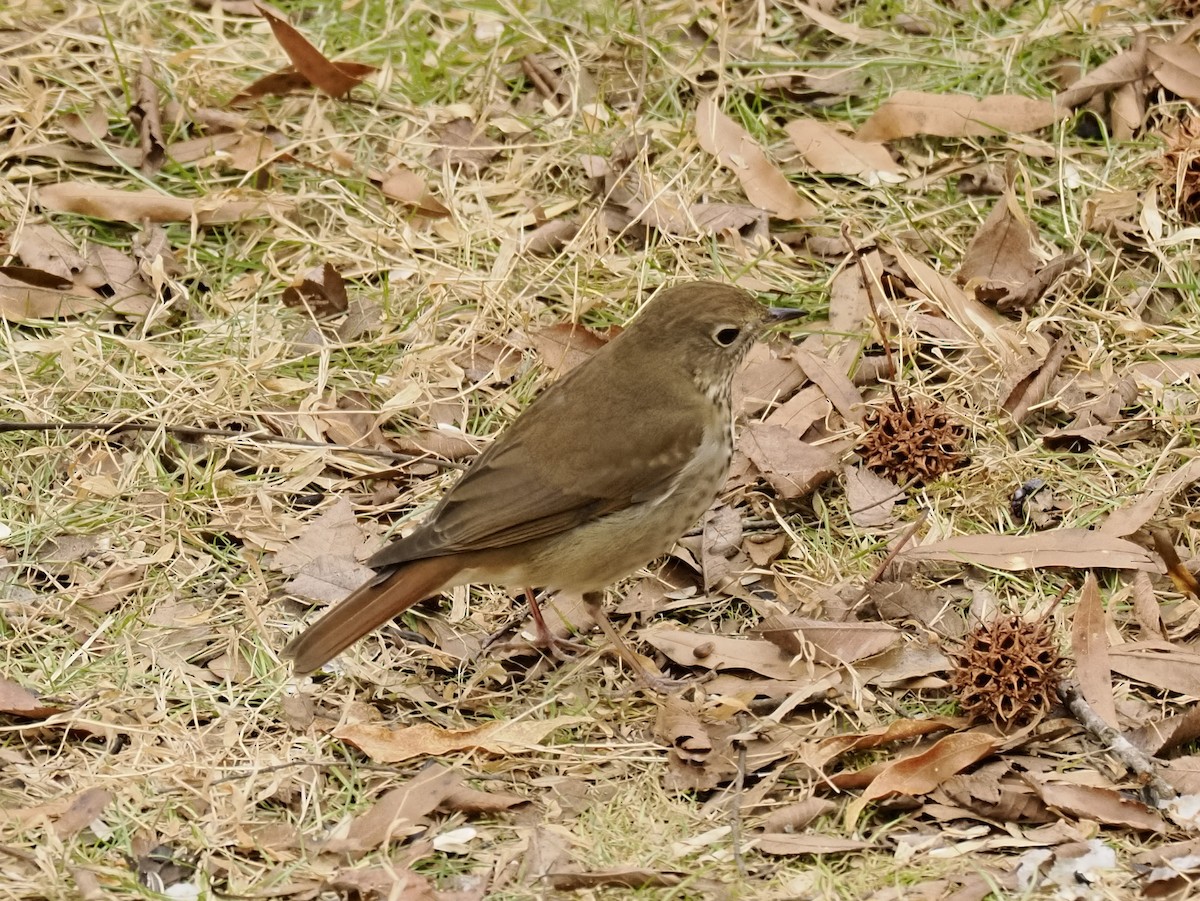 Hermit Thrush - ML650551041