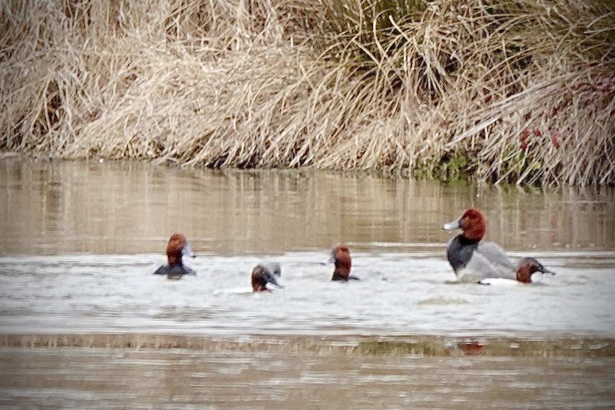 Redhead - ML650551047