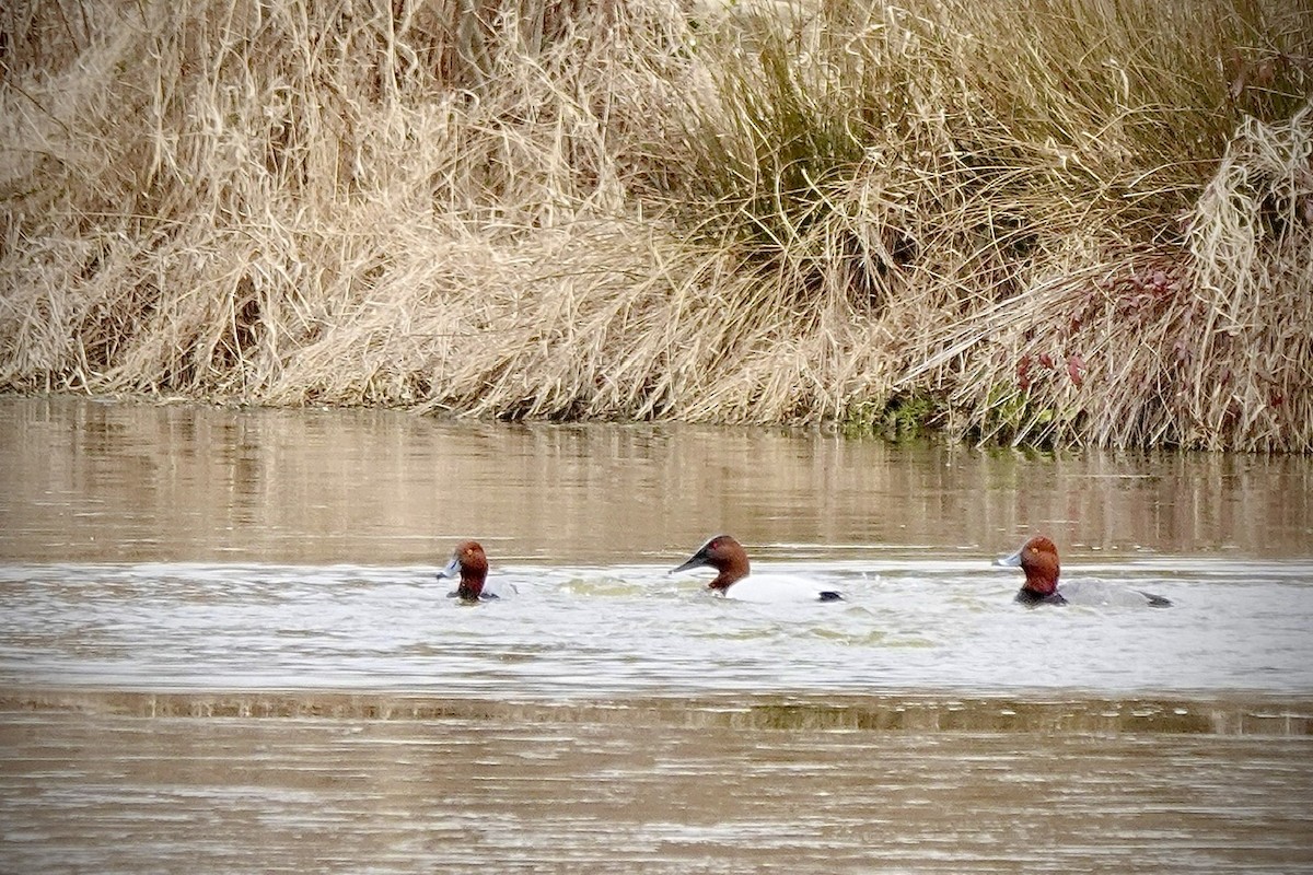 Redhead - ML650551048