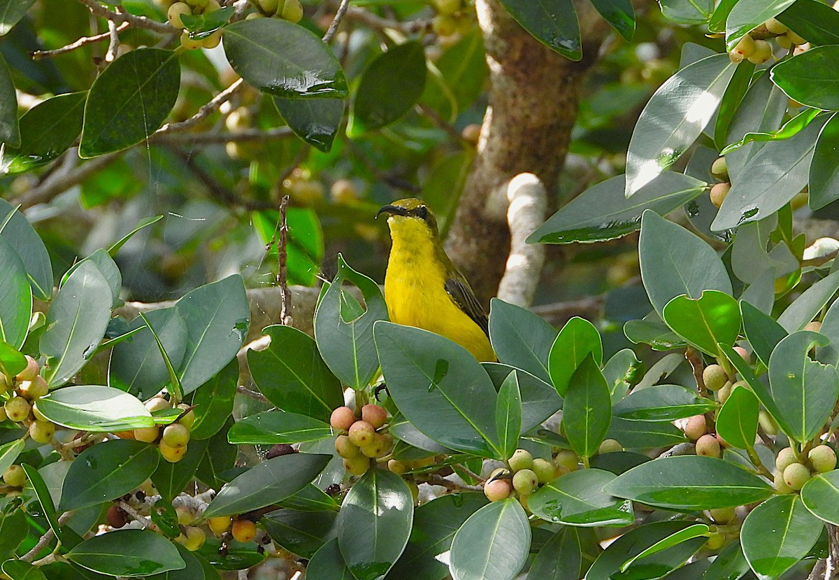 Sahul Sunbird - ML650551143