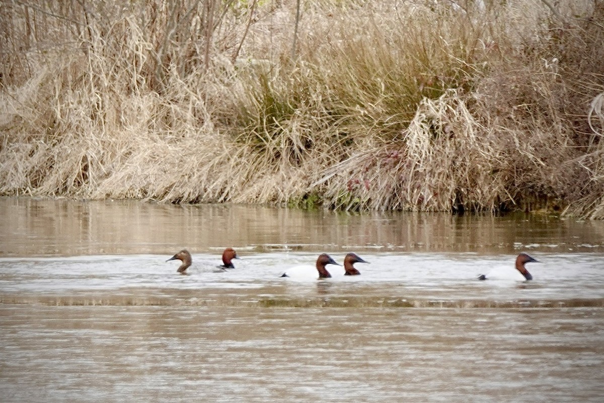 Canvasback - ML650551152