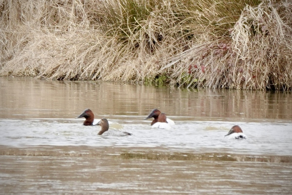 Canvasback - ML650551153
