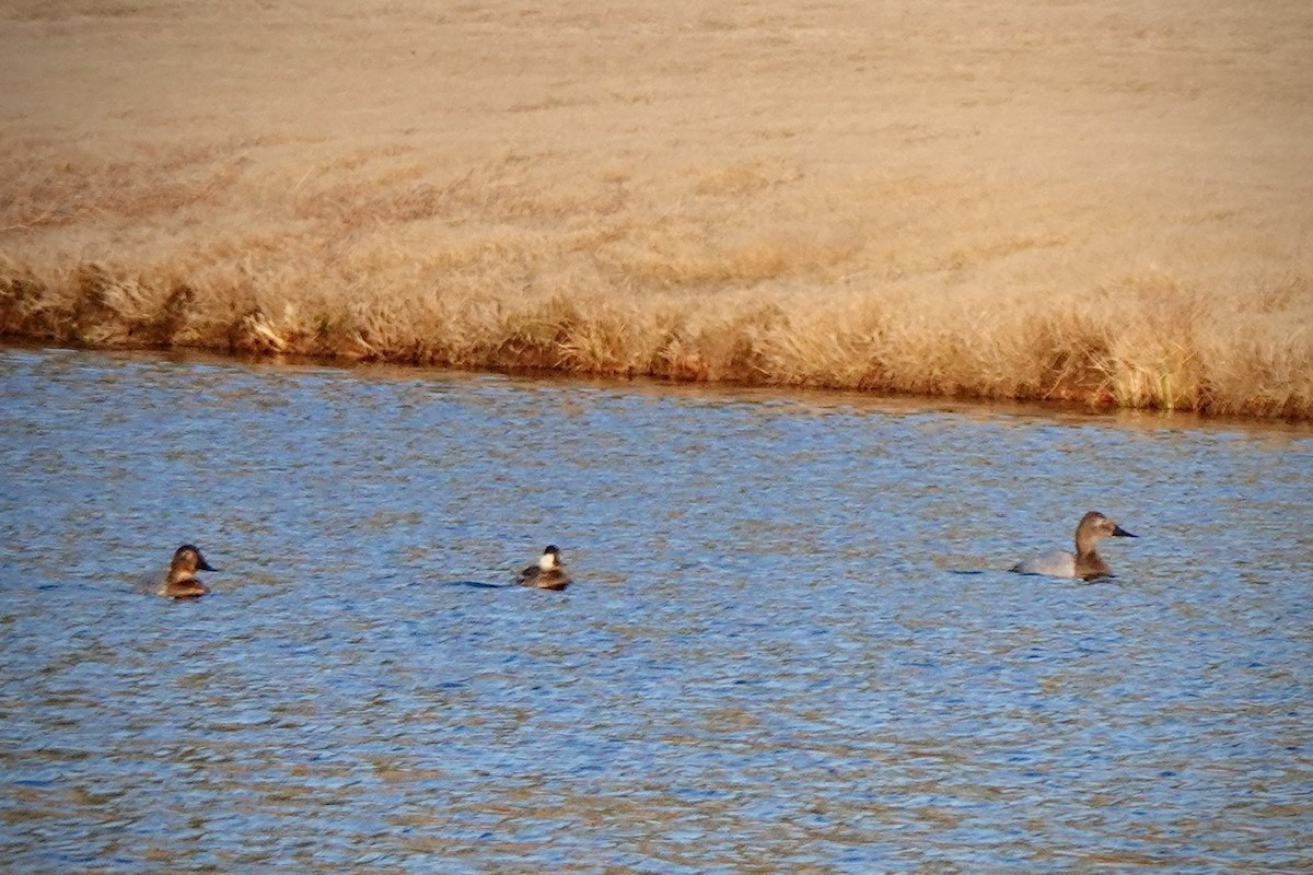 Canvasback - ML650551529