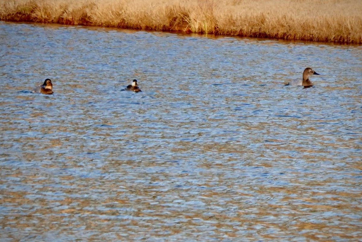 Canvasback - ML650551530