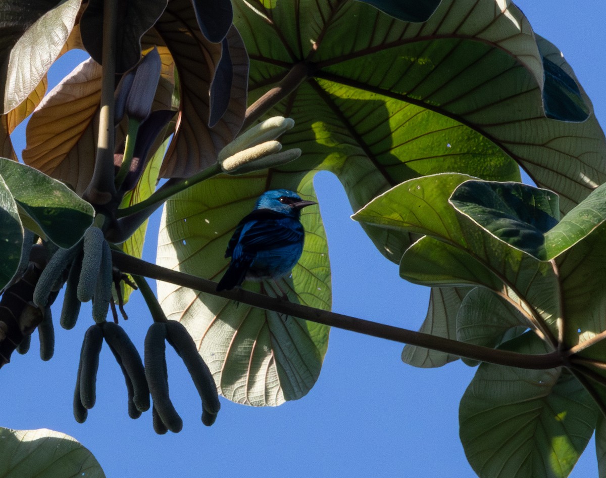 ヒワミツドリ - ML650551627