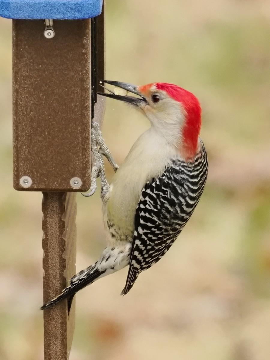 Red-bellied Woodpecker - ML650551662