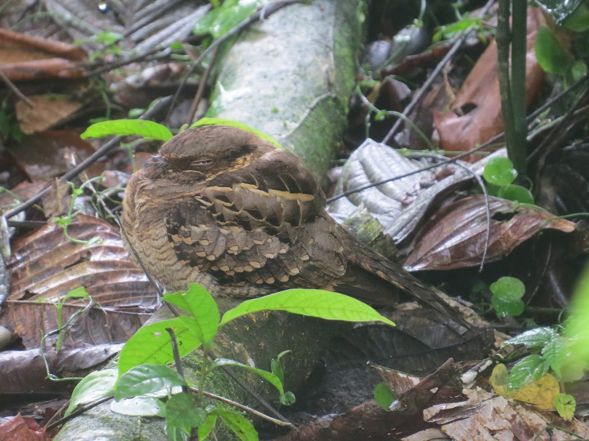 pauraquenattravn - ML650551786