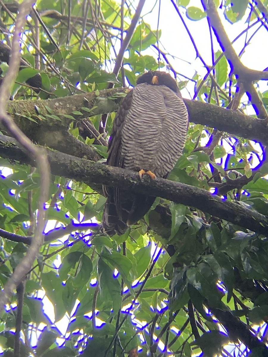 linjeugle - ML650551808