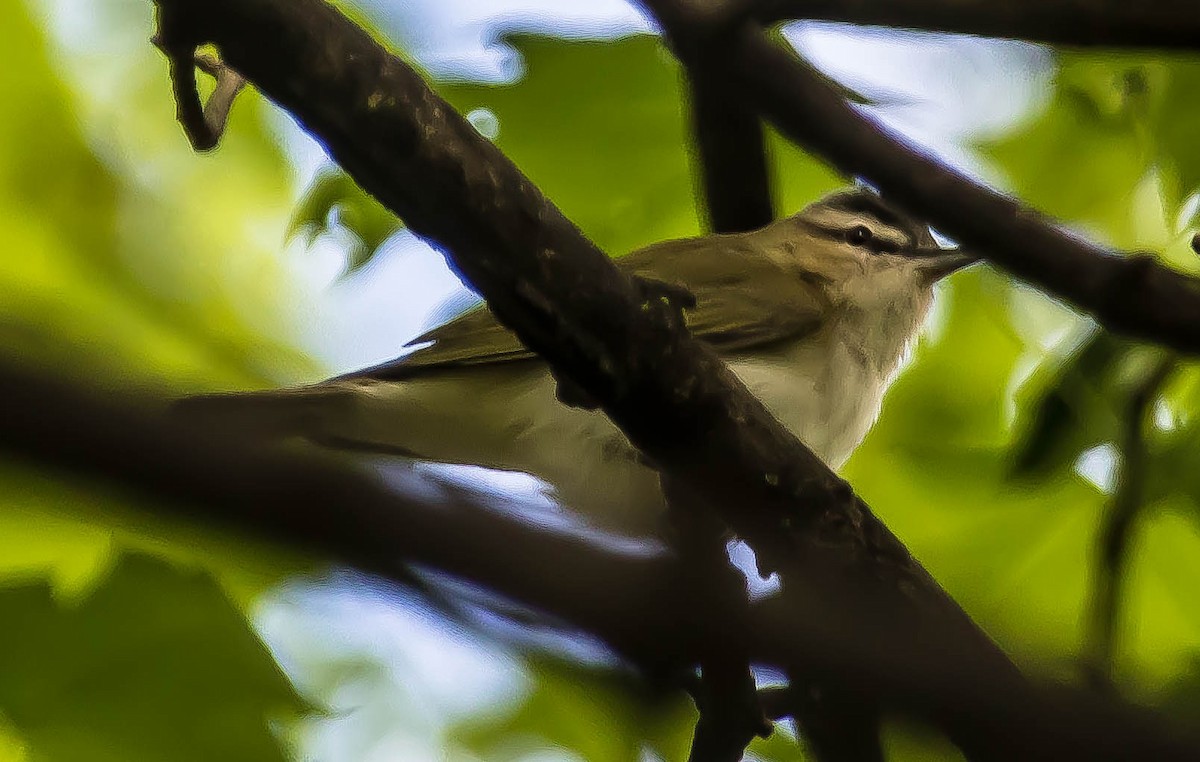 Red-eyed Vireo - ML650552078
